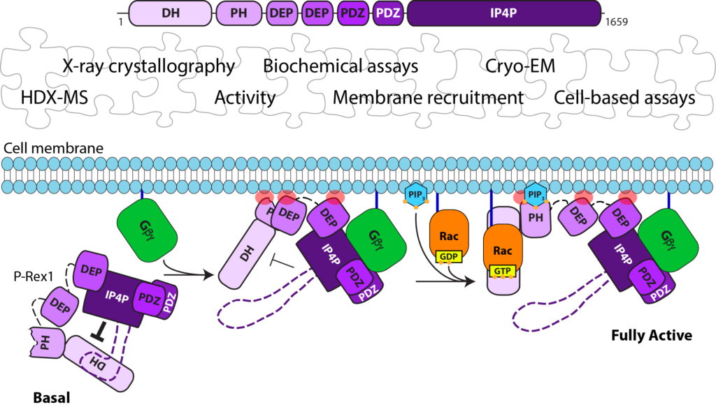 Potential mechanism of P-Rex activation